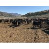 Image 4 : Blue Goose Cattle Co. - 540# Heifers - 220 Head (Ashcroft, BC)