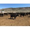 Image 5 : Blue Goose Cattle Co. - 540# Heifers - 220 Head (Ashcroft, BC)