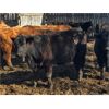 Image 3 : Scott Gehlen - 800# Replacement Heifers - 20 Head (Humboldt, SK)
