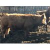 Image 4 : Scott Gehlen - 800# Replacement Heifers - 20 Head (Humboldt, SK)
