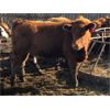 Image 5 : Scott Gehlen - 800# Replacement Heifers - 20 Head (Humboldt, SK)