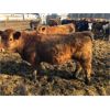 Image 6 : Scott Gehlen - 800# Replacement Heifers - 20 Head (Humboldt, SK)