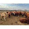 Image 2 : Rattlesnake Feeders - 875# Heifers - 210 Head (Medicine Hat, AB)