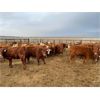 Image 4 : Rattlesnake Feeders - 875# Heifers - 210 Head (Medicine Hat, AB)