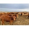Image 5 : Rattlesnake Feeders - 875# Heifers - 210 Head (Medicine Hat, AB)