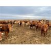 Image 6 : Rattlesnake Feeders - 875# Heifers - 210 Head (Medicine Hat, AB)