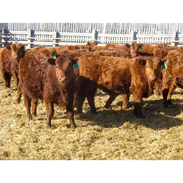 Breault Ranching Ltd. - 565# Steers - 150 Head (Ste. Rose, MB)