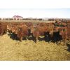 Image 3 : Breault Ranching Ltd. - 565# Steers - 150 Head (Ste. Rose, MB)