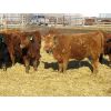 Image 5 : Breault Ranching Ltd. - 565# Steers - 150 Head (Ste. Rose, MB)