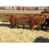 Image 6 : Breault Ranching Ltd. - 565# Steers - 150 Head (Ste. Rose, MB)