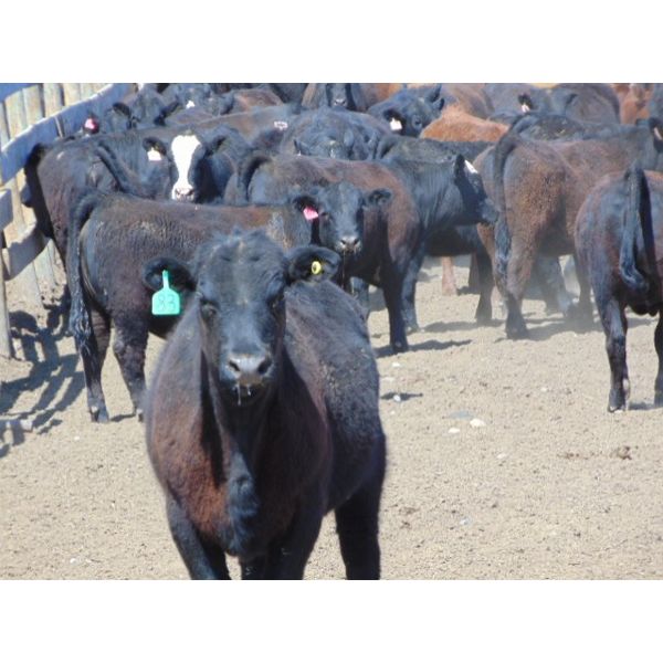 Island Vet Clinic - 850# Heifers - 143 Head (Taber, AB)