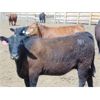 Image 2 : Island Vet Clinic - 850# Heifers - 143 Head (Taber, AB)