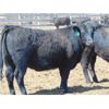 Image 4 : Island Vet Clinic - 850# Heifers - 143 Head (Taber, AB)