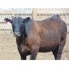 Image 5 : Island Vet Clinic - 850# Heifers - 143 Head (Taber, AB)