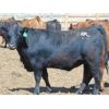 Image 6 : Island Vet Clinic - 850# Heifers - 143 Head (Taber, AB)