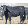 Image 7 : Island Vet Clinic - 850# Heifers - 143 Head (Taber, AB)