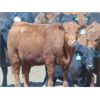 Image 8 : Island Vet Clinic - 850# Heifers - 143 Head (Taber, AB)