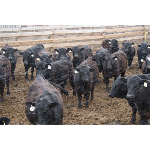 WJ Feeders - 735# Steers - 45 Head (Coaldale, AB)