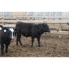 Image 2 : WJ Feeders - 735# Steers - 45 Head (Coaldale, AB)