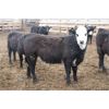 Image 3 : WJ Feeders - 735# Steers - 45 Head (Coaldale, AB)