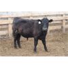 Image 4 : WJ Feeders - 735# Steers - 45 Head (Coaldale, AB)