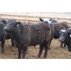 Image 5 : WJ Feeders - 735# Steers - 45 Head (Coaldale, AB)