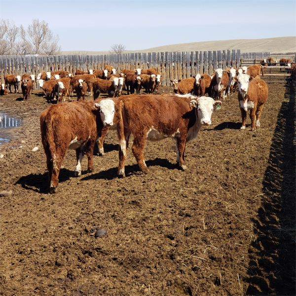 Lazy RH Ranch - 685# Heifers - 64 Head (Maple Creek, SK)