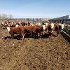 Image 6 : Lazy RH Ranch - 685# Heifers - 64 Head (Maple Creek, SK)