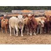 Image 2 : Western Canadian Reforestation & Farming - 875# Heifers - 68 Head (Westwold, BC)