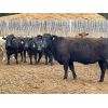 Image 3 : Western Canadian Reforestation & Farming - 875# Heifers - 68 Head (Westwold, BC)
