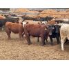 Image 4 : Western Canadian Reforestation & Farming - 875# Heifers - 68 Head (Westwold, BC)