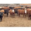 Image 5 : Western Canadian Reforestation & Farming - 875# Heifers - 68 Head (Westwold, BC)