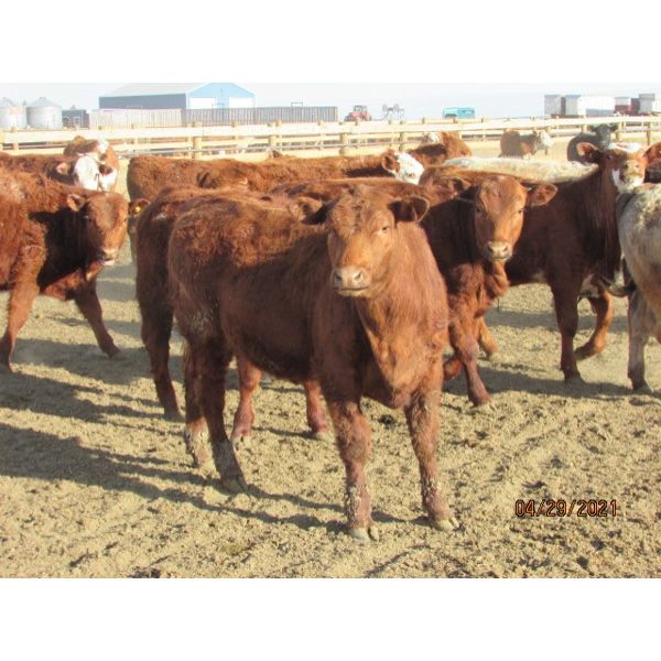 Kevin & Brent Martin - 750# Steers - 83 Head (Duchess, AB)