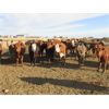 Image 2 : Kevin & Brent Martin - 750# Steers - 83 Head (Duchess, AB)