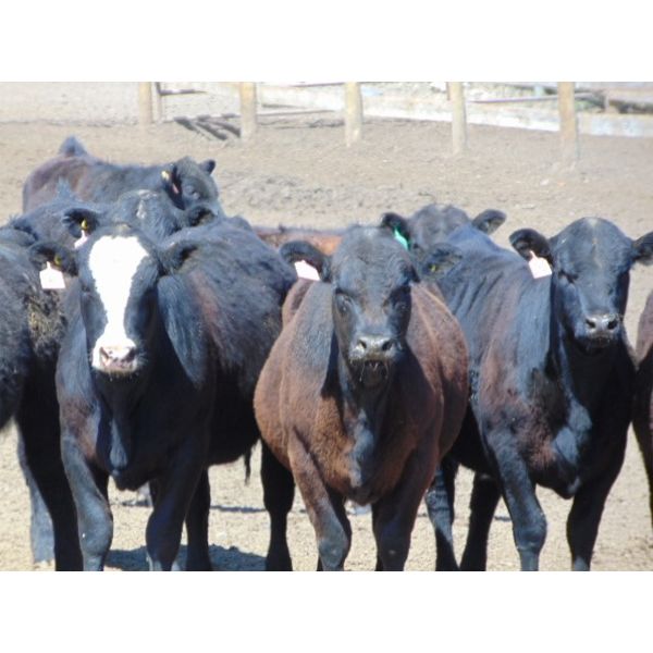Coro View Farms - 730# Steers - 85 Head (Scandia, AB)