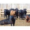 Image 3 : Coro View Farms - 730# Steers - 85 Head (Scandia, AB)