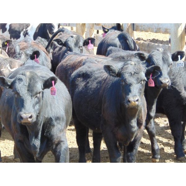 Coro View Farms - 640# Heifers - 90 Head (Scandia, AB)