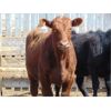 Image 11 : Coro View Farms - 540# Heifers - 65 Head (Scandia, AB)