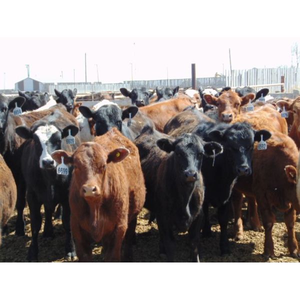 Coro View Farms - 540# Heifers - 65 Head (Scandia, AB)