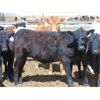 Image 5 : Coro View Farms - 540# Heifers - 65 Head (Scandia, AB)