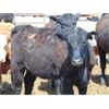 Image 9 : Coro View Farms - 540# Heifers - 65 Head (Scandia, AB)