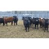 Image 1 : Moore Ranch - 725# Heifers - 99 Head (Whelan, SK)