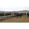Image 3 : Moore Ranch - 725# Heifers - 99 Head (Whelan, SK)