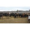 Image 4 : Moore Ranch - 725# Heifers - 99 Head (Whelan, SK)