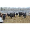 Image 5 : Moore Ranch - 725# Heifers - 99 Head (Whelan, SK)