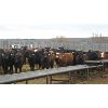 Image 6 : Moore Ranch - 725# Heifers - 99 Head (Whelan, SK)