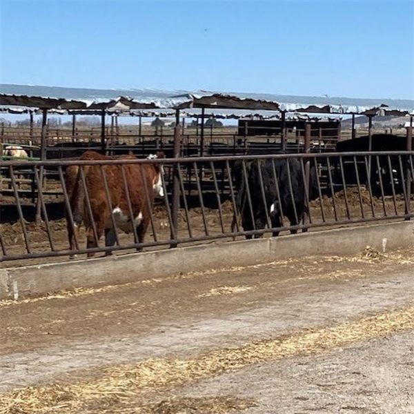ID Dairies/Ranches - 1486# - 49 Cows