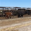 Image 1 : ID Dairies/Ranches - 1486# - 49 Cows