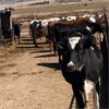 Image 3 : ID Dairies/Ranches - 1486# - 49 Cows
