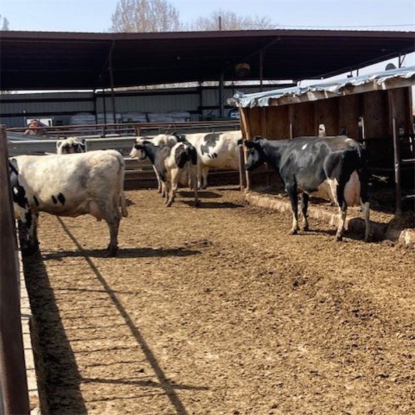 ID Dairies/Ranches - 77 Cows - Burley, ID